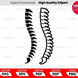 Puede incluir: Una ilustración en blanco y negro de la columna vertebral humana. La columna vertebral se muestra en dos vistas, una con los huesos rellenos y otra con los huesos delineados.