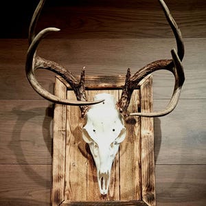 Rustic European Deer Mount Plaque