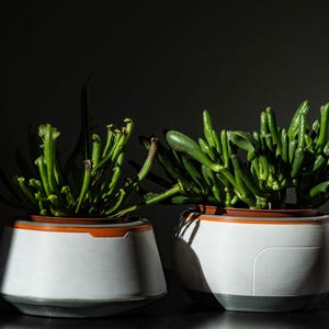 以下が含まれることがあります： オレンジ色の縁取りのある白い陶器の鉢に、緑色の茎と葉を持つ植物が2つ植えられています。鉢は暗い表面の上に置かれています。