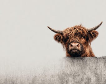 12 Peeking Highland Cow Wall Art – Rustic Farmhouse Animal Prints for Home Decor