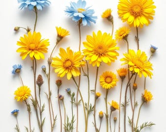 Pressed Wildflower Photo Clipart Bundle, Transparent PNG (Digital Download)