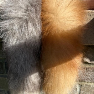 2 therian tails