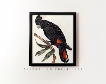 May include: A black and red cockatoo perched on a branch with green leaves. The bird has a black body with red accents on its wings and tail. The cockatoo is looking to the left of the image.