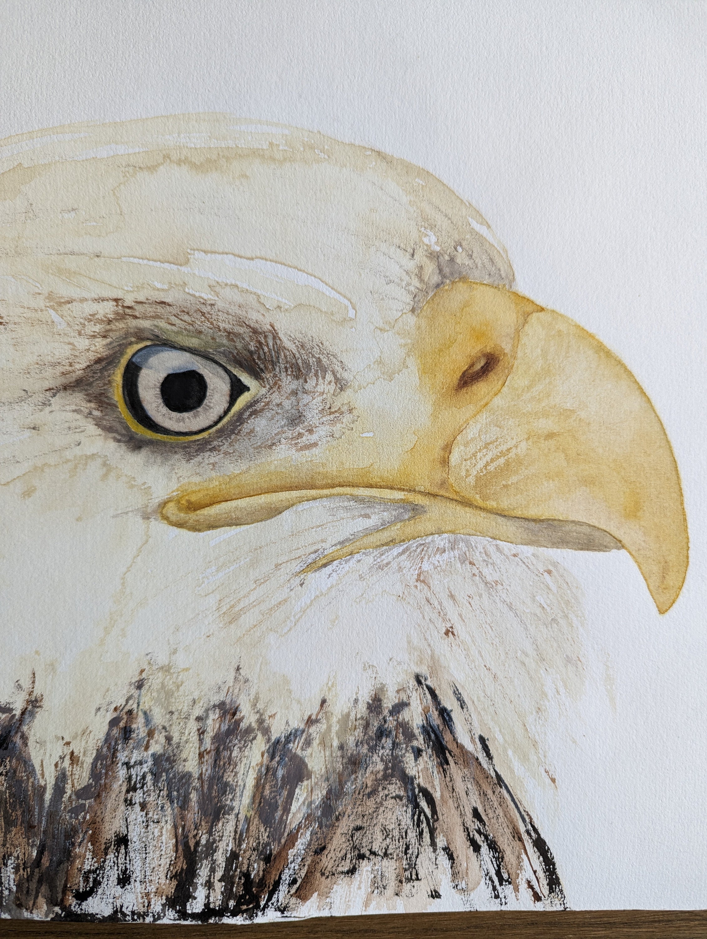 아메리칸 이글 수채화 예술 - 오리지널 수제 수채화 현대 조류 그림 맹금류 예술 작품. 새 벽 예술 선물-Freehip.co.kr