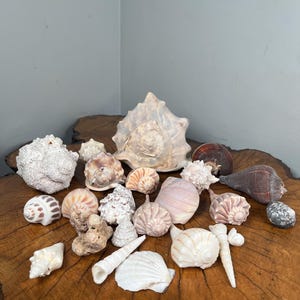 Natürliche Muschelsammlung
