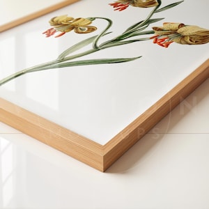 May include: A framed botanical print featuring a yellow flower with red accents. The print is in a light wood frame.