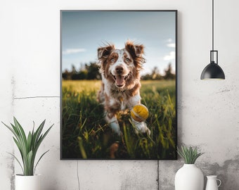 Poster Süßer Hund spielt auf Wiese mit einem Ball, Natur Bild, Tier Bild, Sonniger Tag, Wand Dekoration, Geschenk, Hohe Qualität