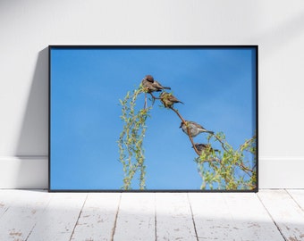 Wall Art Photography. Bird Photography. Sparrows Sit in a Row on a Branch. Printable Wall Art. Wildlife Photography. Digital Download