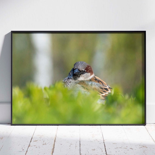 Sparrow Wall Art Photography. Bird Photography. Sparrow Sitting in Lush Bushes. Printable Wall Art. Wildlife Photography. Digital Download.