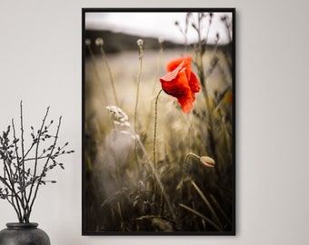 Mohnblume, Fotografie, Natur, Wandkunst, Poster, Fineart, Druck, Macro, Naturfotografie, Dekor, druckbare Kunst, Wandgestaltung, Blume,Mohn