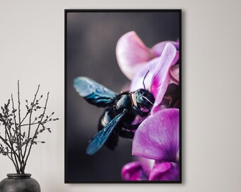 Carpenter Bee, fotografie, natuur, kunst aan de muur, poster, beeldende kunst, afdrukken, macro, natuurfotografie, decor, afdrukbare kunst, wandontwerp, bloem, bij