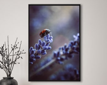 Käfer, Fotografie, Natur, Wandkunst, Poster, Fineart, Druck, Macro, Naturfotografie, Dekor, druckbare Kunst, Wandgestaltung, Lavendel