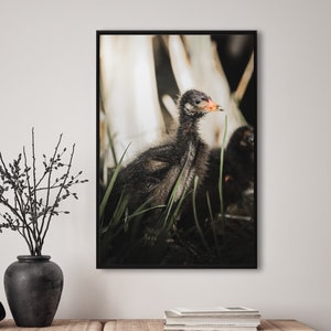 Entenküken, Vogel, Tiere, Fotografie, Natur, Wandkunst, Poster, Fineart, Druck, Naturfotografie, Dekor, druckbare Kunst, Wandgestaltung