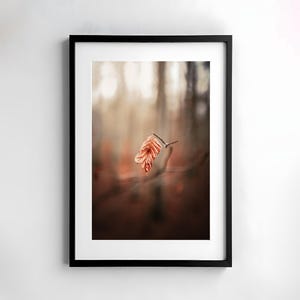 Foglia, fotografia, natura, arte da parete, poster, belle arti, stampa, macro, fotografia naturalistica, arredamento, arte stampabile, design da parete, autunno