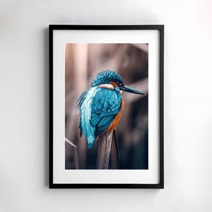 Fotokunst Eisvogel, Eisvogel Fotografie, Vogel Kunst, Geschenkidee Naturliebhaber, Eisvogel Wanddeko, Eisvogel Poster, Wildtier Fotografie
