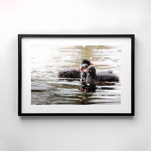 Enten Poster Druck, Babytiere Poster, Poster Wildtiere Fotografie, Poster heimische Vögel, besondere Geschenke, Fine Art Fotografie Tiere