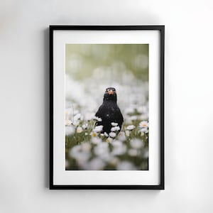 Blackbird photography, daisy poster, native birds digital download, nature decoration wall picture, bird poster, decoration idea wall, wildflower poster