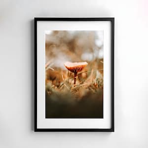 seta pequeña, fotografía, naturaleza, arte de la pared, cartel, bellas artes, impresión, macro, fotografía de naturaleza, decoración, arte imprimible, diseño de pared, hongos