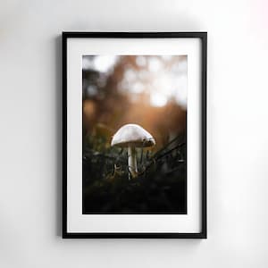 Seta, fotografía, naturaleza, arte de pared, cartel, bellas artes, impresión, macro, fotografía de naturaleza, decoración, arte imprimible, diseño de pared, otoño