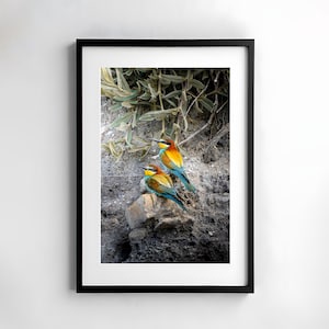 Bee-eater bird photography, poster birds, digital download native birds, wildlife photography, gift for nature lovers, nature art