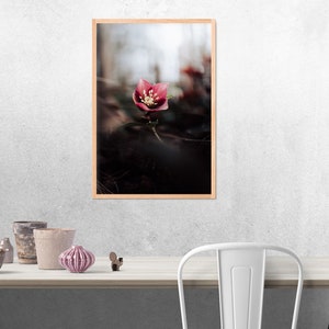 Christrose, Blumen, Fotografie, Natur, Wandkunst, Poster, Fineart, Druck, Macro, Naturfotografie, Dekor, druckbare Kunst, Wandgestaltung Bild 5