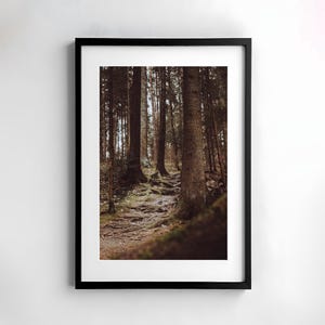Foresta, fotografia, natura, arte della parete, poster, belle arti, stampa, fotografia naturalistica, arredamento, arte stampabile, design della parete, alberi