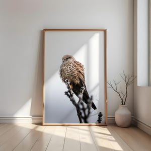 Falke Bilder Poster, Geschenk für Naturliebhaber, Büro Wanddeko, Turmfalke Wand Foto, Fineart Fotografie Vogel Druck,Geschenk für den Freund