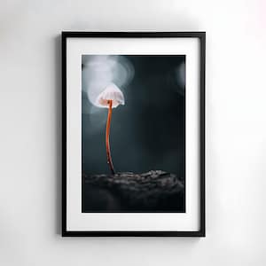 Seta, fotografía, naturaleza, arte de pared, cartel, bellas artes, impresión, macro, fotografía de naturaleza, decoración, arte imprimible, diseño de pared, otoño, sombrío
