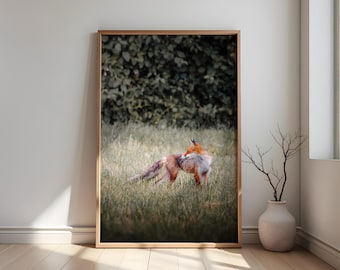 Fox photography | Digital download of wildlife | Poster prints of nature motifs | Forest animal art prints | Animal wall art | Picture with a fox