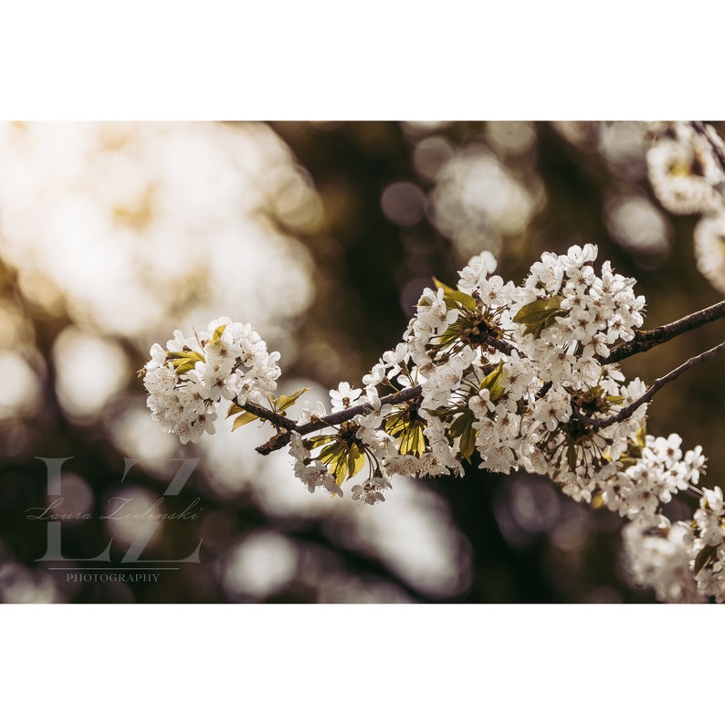 Fleurs de cerisier, photographie, nature, art mural, affiche, beaux-arts, impression, macro, photographie de nature, décor, art imprimable, conception murale, fleurs image 2