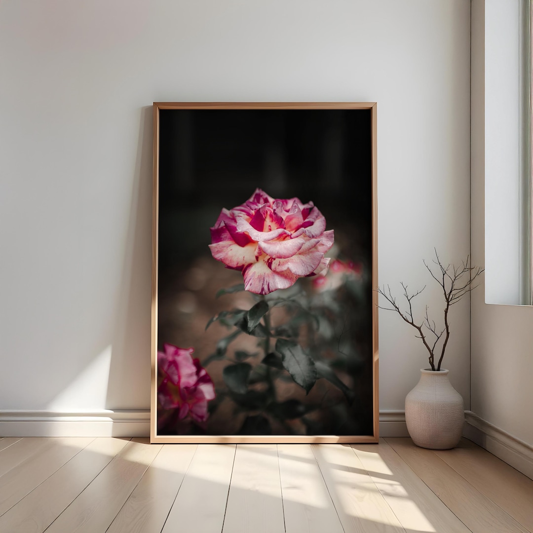 Photography of a Pink Rose - Art Print | Pink Flower Print | Floral ...