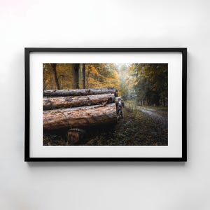 Wald, Fotografie, Natur, Wandkunst, Poster, Druck, Naturfotografie, Dekor, druckbare Kunst, Wandgestaltung, Bäume, Poster, Herbst, Download