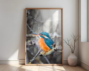 Kingfisher Photography – Digital Download | Bird Wall Art | Animal Poster Print | Instant Download | Nature Wall Art