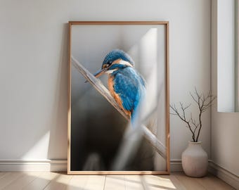 Kingfisher Photography – Digital Download | Bird Wall Art | Animal Poster Print | Instant Download | Nature Wall Art