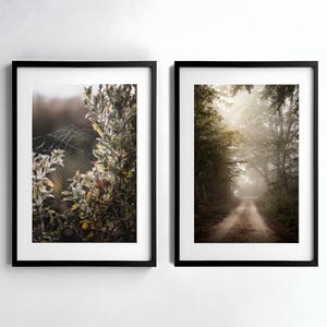 Forest Photo Set, Fog Landscape, Mystical Photography, Digital Art Nature, Nature Decoration, Digital Photo Print Forest, Nature Wall Art Forest
