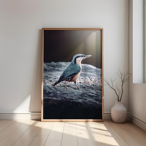Nuthatch Photography – Digital Download | Poster Print with Blue Bird | Nature Art Print | Images with Native Birds