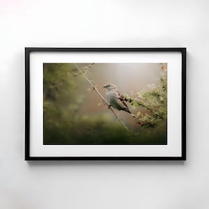 Passero, uccello, animali, fotografia, natura, arte della parete, poster, stampa, macro, fotografia naturalistica, arredamento, arte stampabile, progettazione della parete, animale selvatico