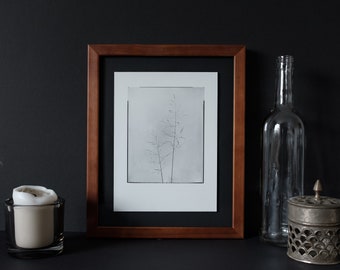 Photography "Field Brome" 18 x 24 cm, including picture frame 24 x 30 cm | Hand print on baryta paper, open edition | plant, flower