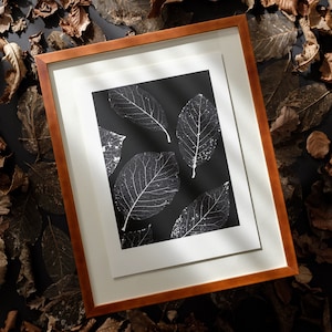 Photographie pièce unique "Magnolia" 30 x 40 cm, avec cadre photo 40 x 50 cm | Photogramme sur papier baryté | Plante, Fleur, Floral