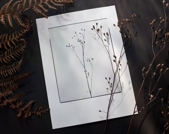 Fotografie "Gemeiner Rainkohl" 18x24cm, inkl. Bilderrahmen 24x30cm | Handabzug auf Barytpapier, offene Edition | Pflanze, Blume