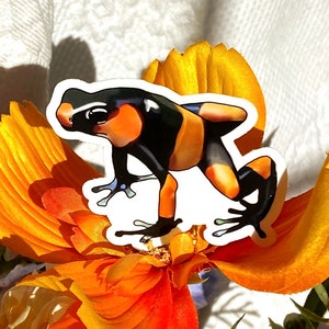 Autocollant de grenouille venimeuse, autocollant animal mignon, autocollant grenouille, autocollant amphibien, amoureux de grenouille, Cute