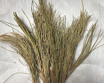 Dried Pine Nut Needle Herbal Tea 2oz - Imported from Lebanon