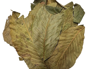 Ancient Tree Mediterranean Dried Walnut leaves 2 oz Imported from Lebanon