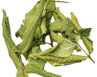 Ancient Tree Mediterranean Dried Guava leaves 1 oz Imported from Lebanon