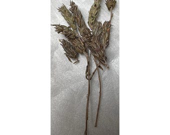 Ancient Tree Wild Mediterranean Dried Thyme Flowers (Wild Zaatar) 1 oz - Imported from Lebanon