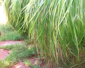 3 Plugs. Canadian strain sweet grass.Longest growing strain of Sweetgrass. Can be planted four seasons