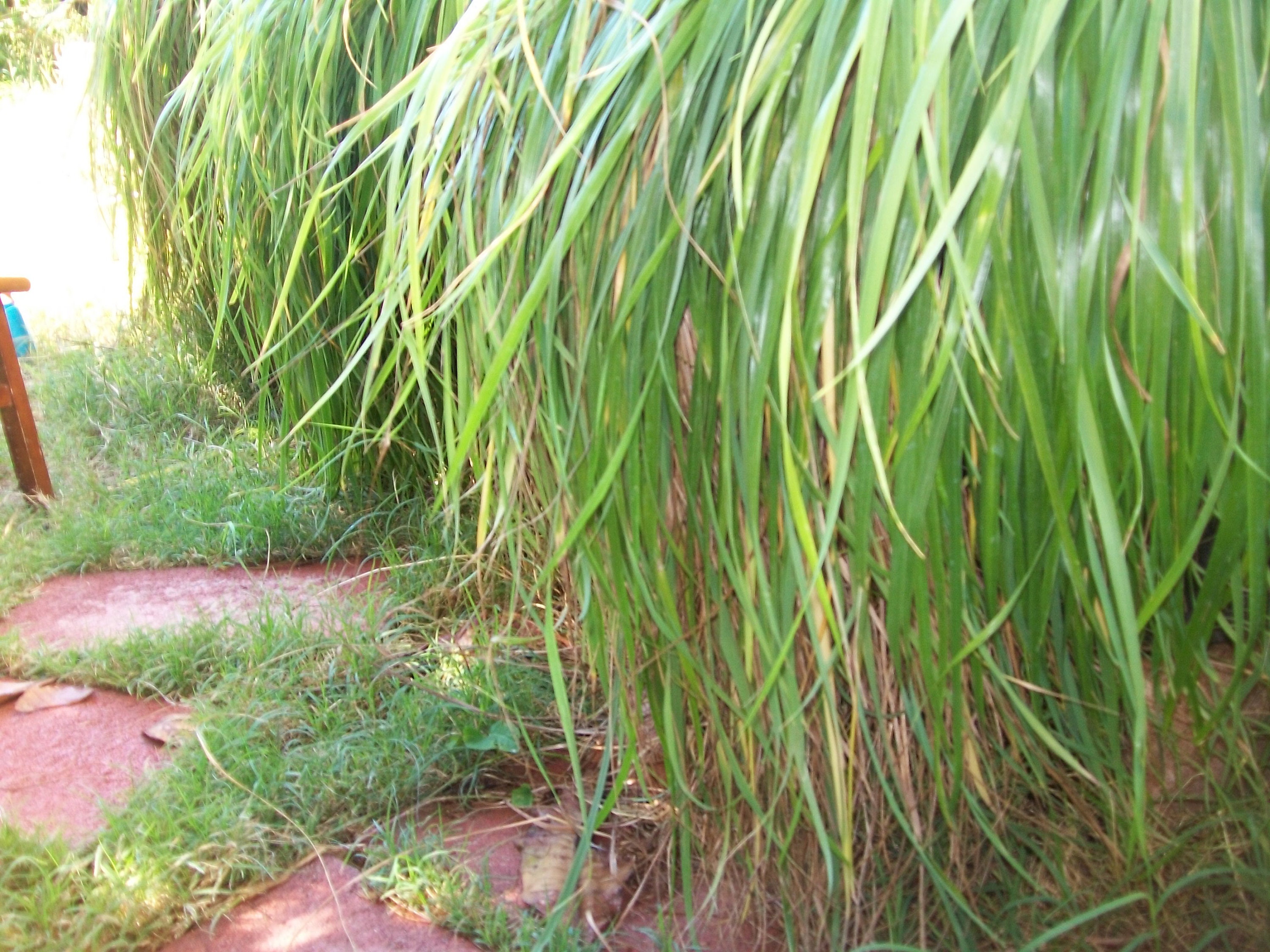 3 Plugs. Canadian Strain Sweet Grass.longest Growing Strain of