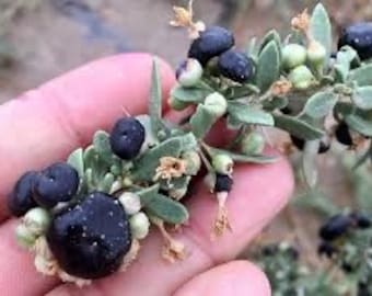 15 Very Rare , Wild ‘Tibetan Pangma Black Goji berry seeds, Rare Goji berry. Growing instructions included.!