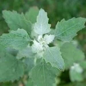 May include: A close-up of a green leafy plant with white flowers. The plant has a soft, fuzzy texture and is growing in a garden.