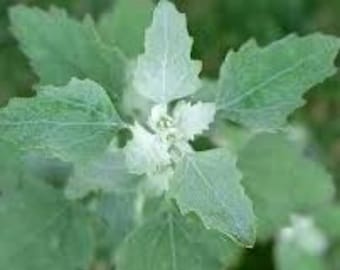 400 Organically grown Lambs quarters seeds. Survivalist. Homesteaders ,Forager.Always extra seeds. With growing instructions!